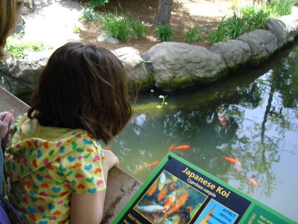 Cool Koi fish.