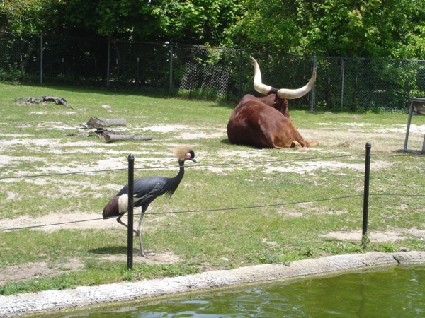 Look at those horns!