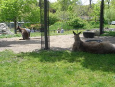 We were actually this close to them! They had walking path right near the animals.