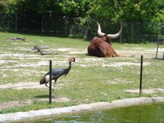 Look at those horns!