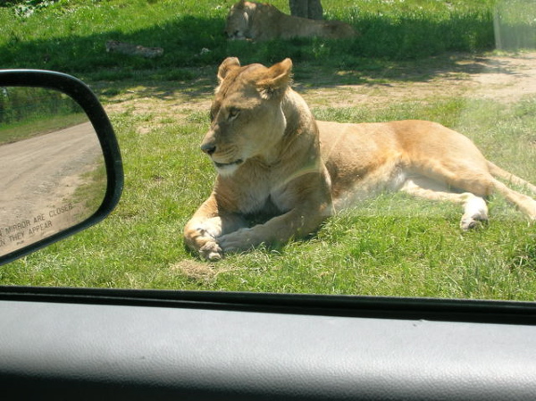 They drove right past animals.