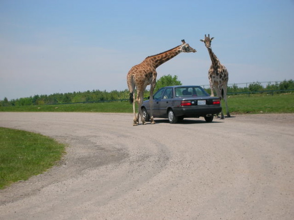 Giraffes walking around