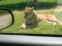 They drove right past animals.