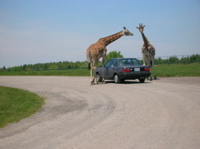 Giraffes walking around