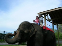 Novi and Grandpa rode an elephant.