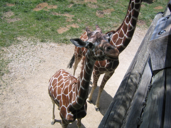 Giraffes Up close.