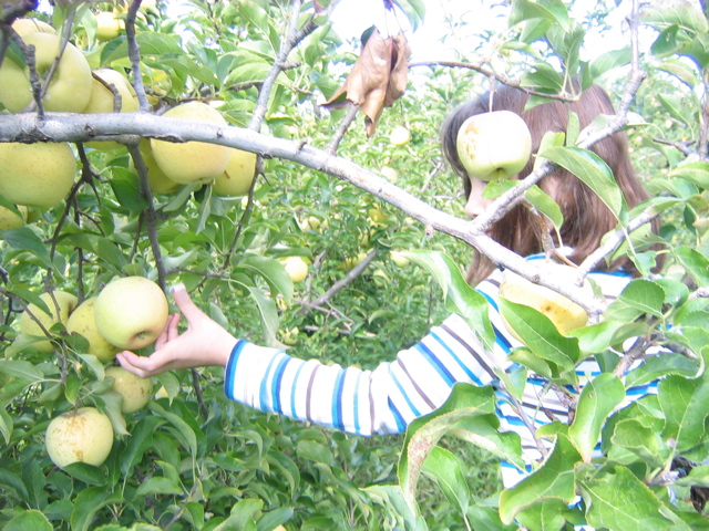 Then it was time for apple picking. 