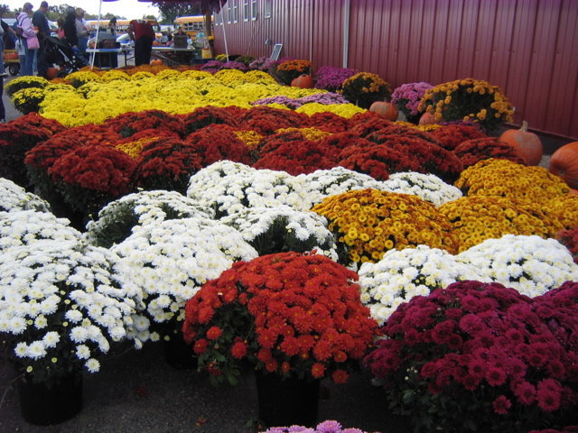 Tons of flowers, sun flowers, mums, daisys, etc. 