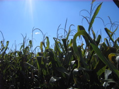 Corn as far as the eye could see!