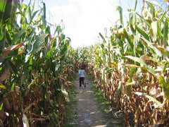 She got us through the maize. 