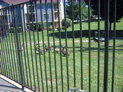 Some geese snooping around the pool.