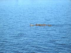 Family of ducks on the lake