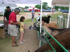 Feeding goats... and a random llama