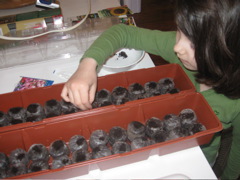 Then we planted some garden seeds indoors. 