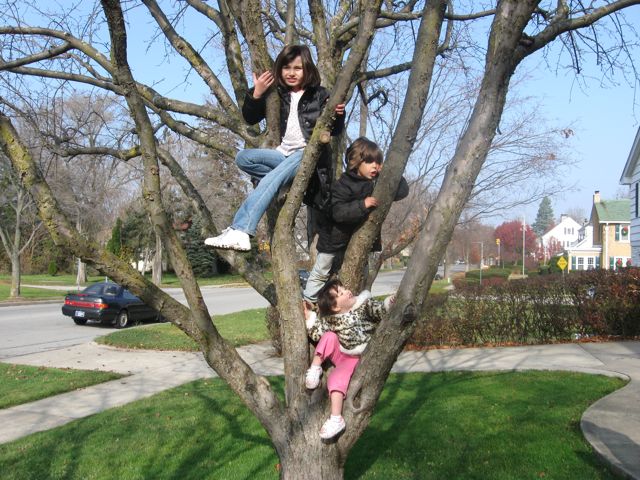 Monkey see, monkey do... they all got up in the tree. 