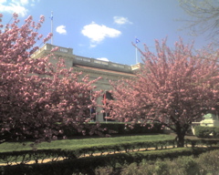 DC is very pretty in April with the blossoms out. 