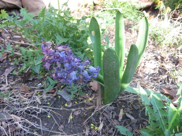 No idea the name of this purple flower....