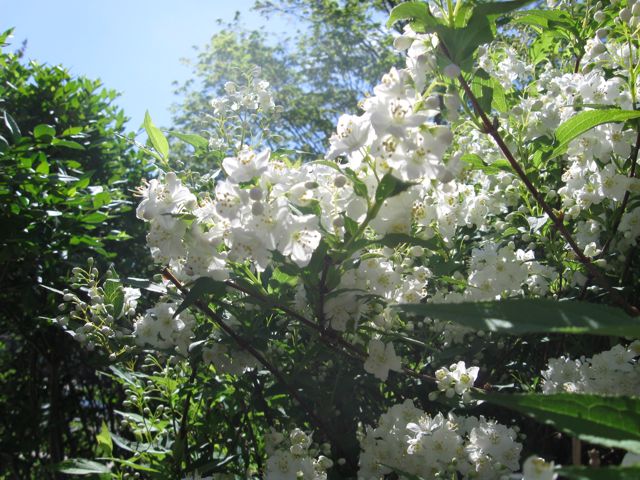 We had lots of flowering bushes around the house!