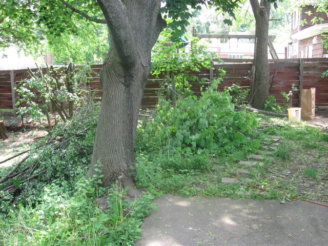 Dave helped us clear tons of the dead trees and clean up the backyard. 