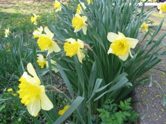 Our Daffodils from the backyard in early spring