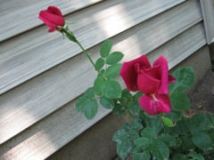 The rose bush that Novali and I planted for Heather... first two flowers. 