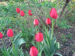 Some surprise tulips from around a bush in our backyard. 