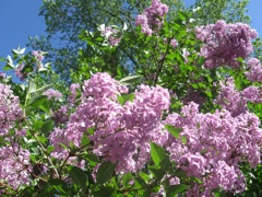 Some Lilac bushes on the South side of the house. 