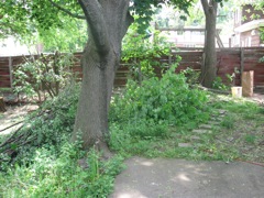 Dave helped us clear tons of the dead trees and clean up the backyard. 