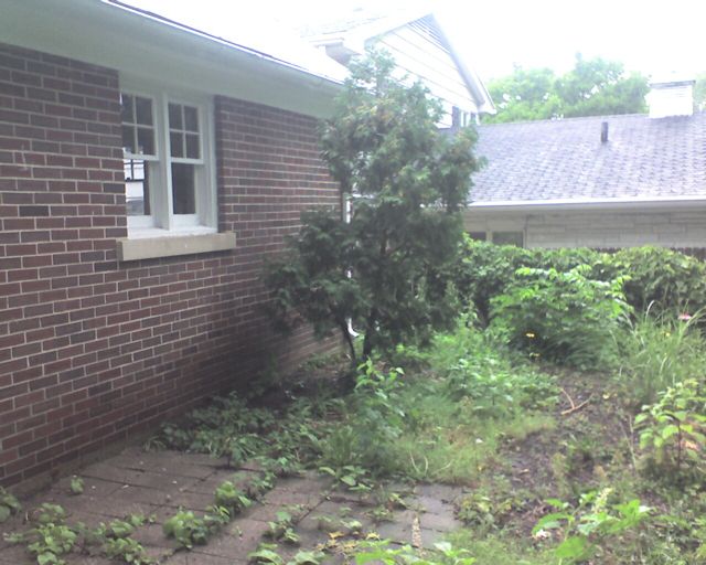 Patio area was all overgrown, bushes and grass growing through tiles.