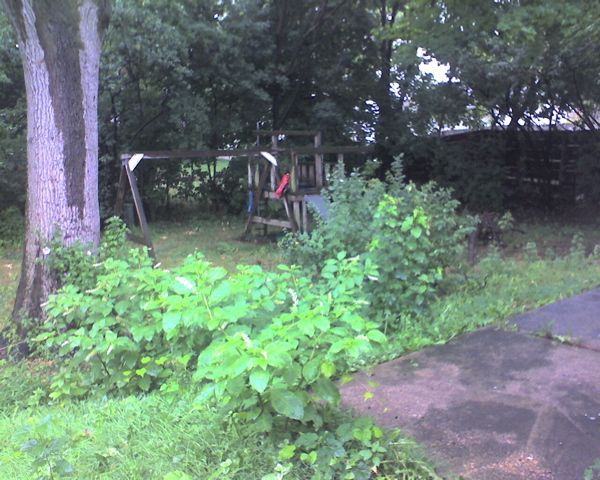 Close shot of the big tree we cut down and all the overgrowth. 