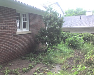 Patio area was all overgrown, bushes and grass growing through tiles.